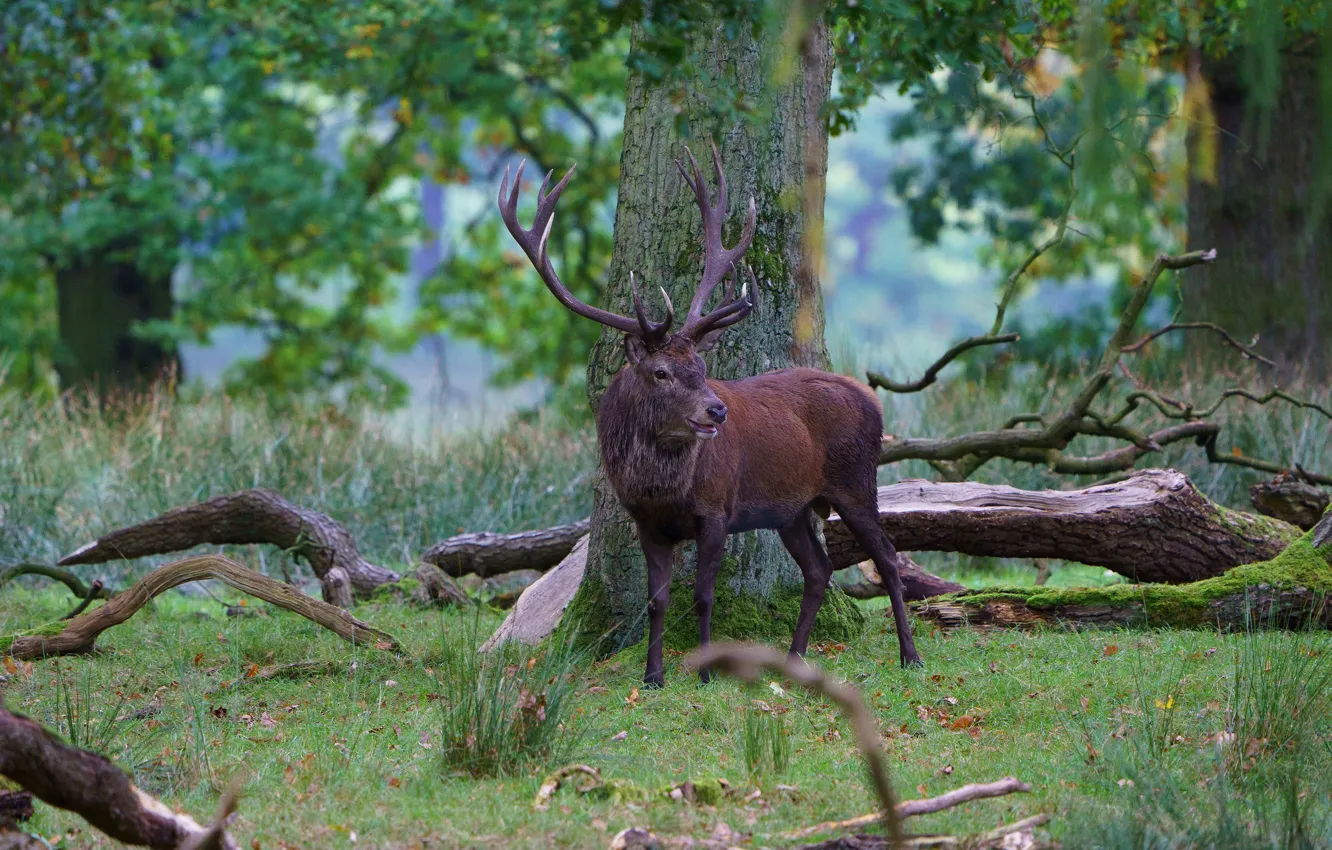 Photo wallpaper forest, trees, branches, deer