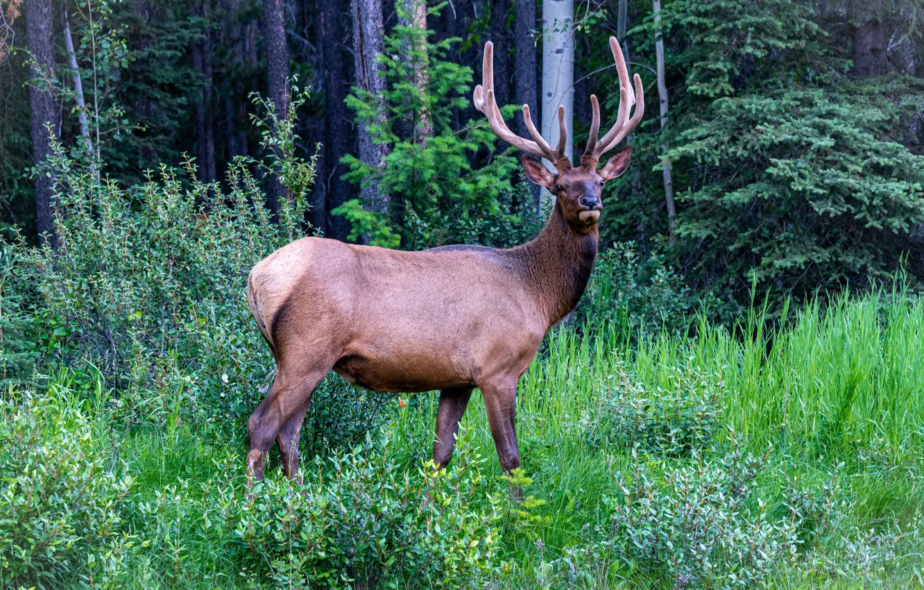 Photo wallpaper forest, grass, trees, thickets, glade, deer, the bushes