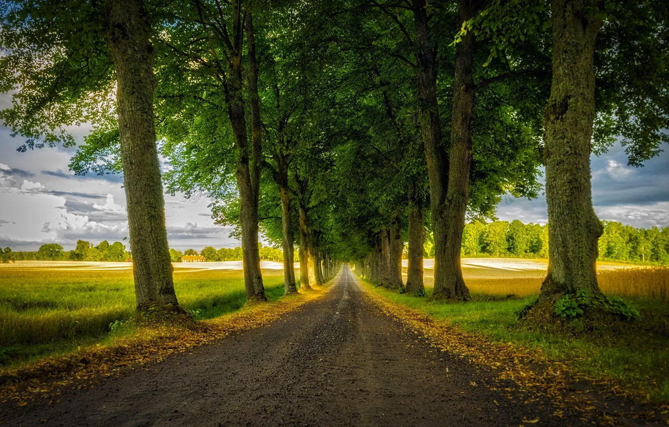 Photo wallpaper road, greens, field, autumn, light, trees, Park, branch
