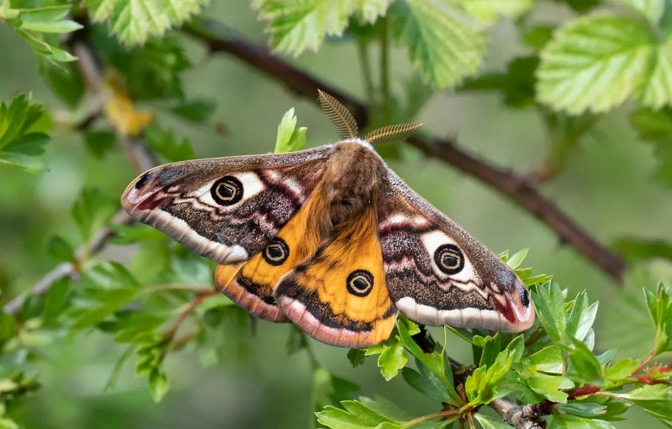 Photo wallpaper leaves, macro, branches, butterfly, wings, Small Emperor moth