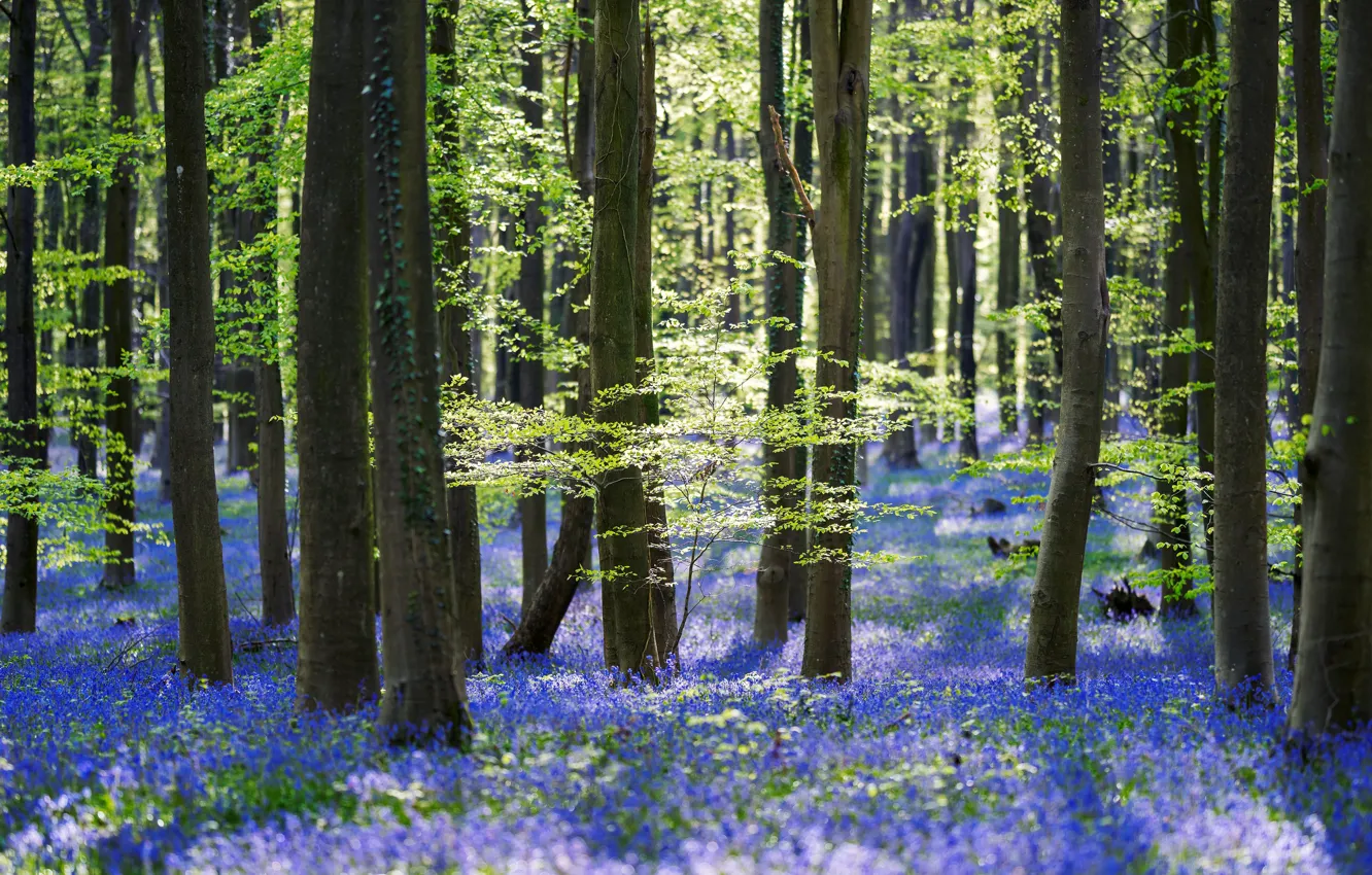 Photo wallpaper greens, forest, light, trees, flowers, freshness, branches, nature