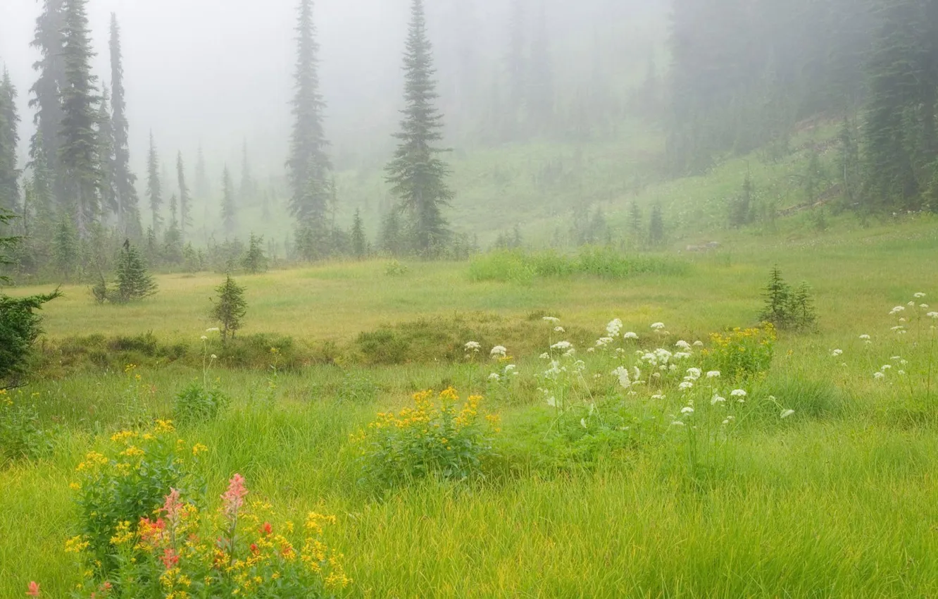 Photo wallpaper forest, grass, trees, landscape, flowers, nature, fog, glade