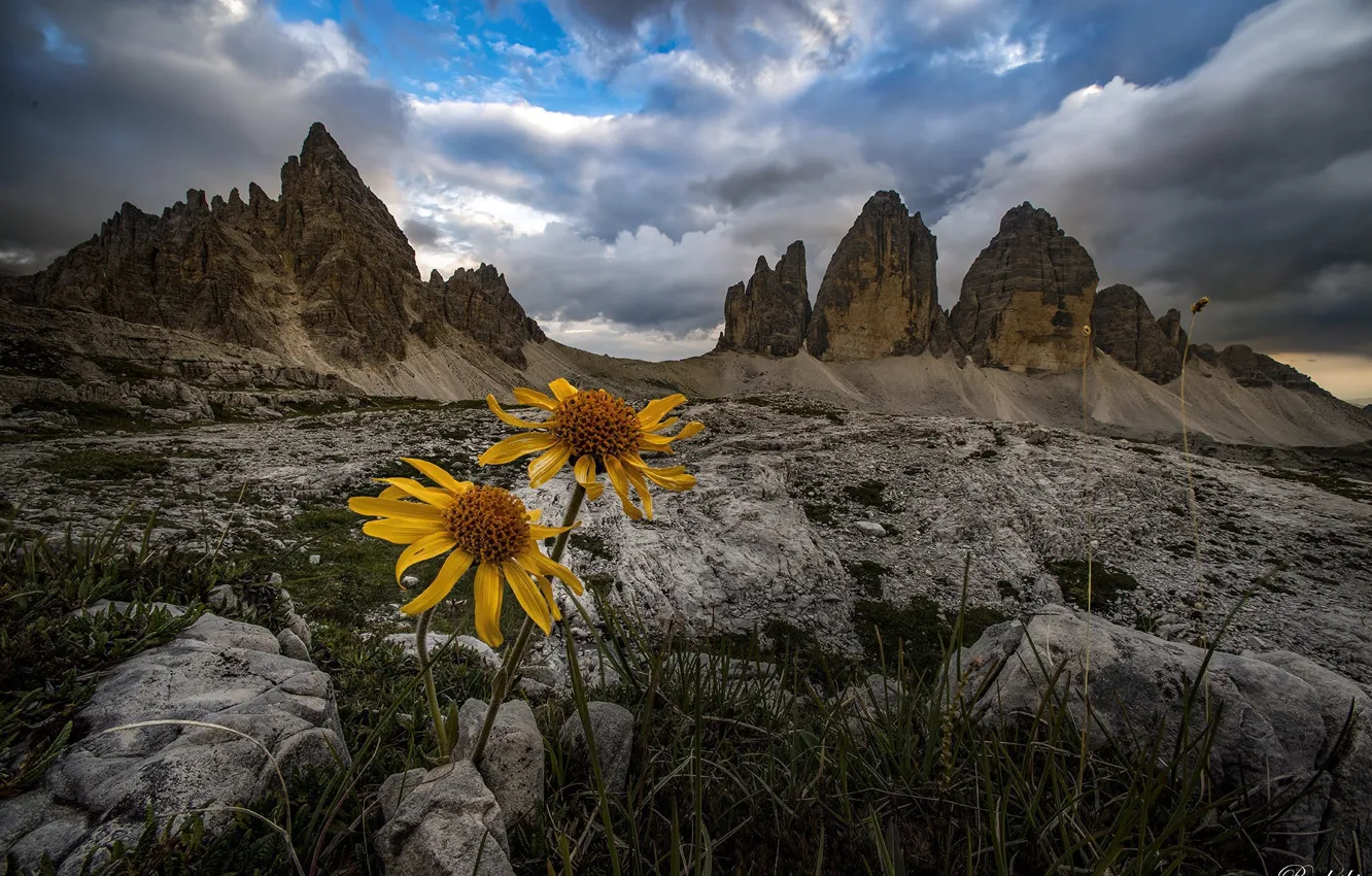 Photo wallpaper grass, clouds, landscape, flowers, mountains, nature, stones, Italy
