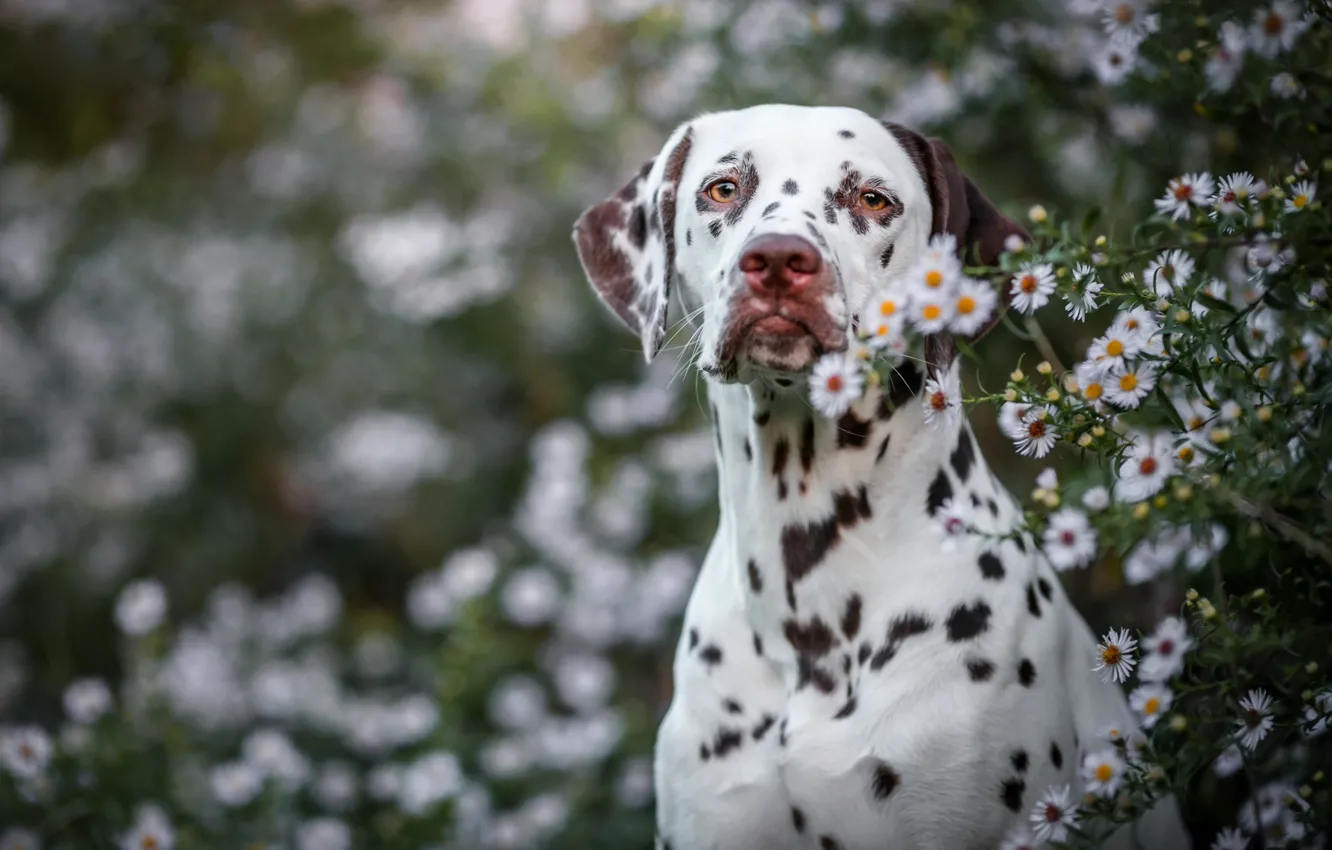Photo wallpaper summer, look, face, flowers, nature, background, portrait, dog