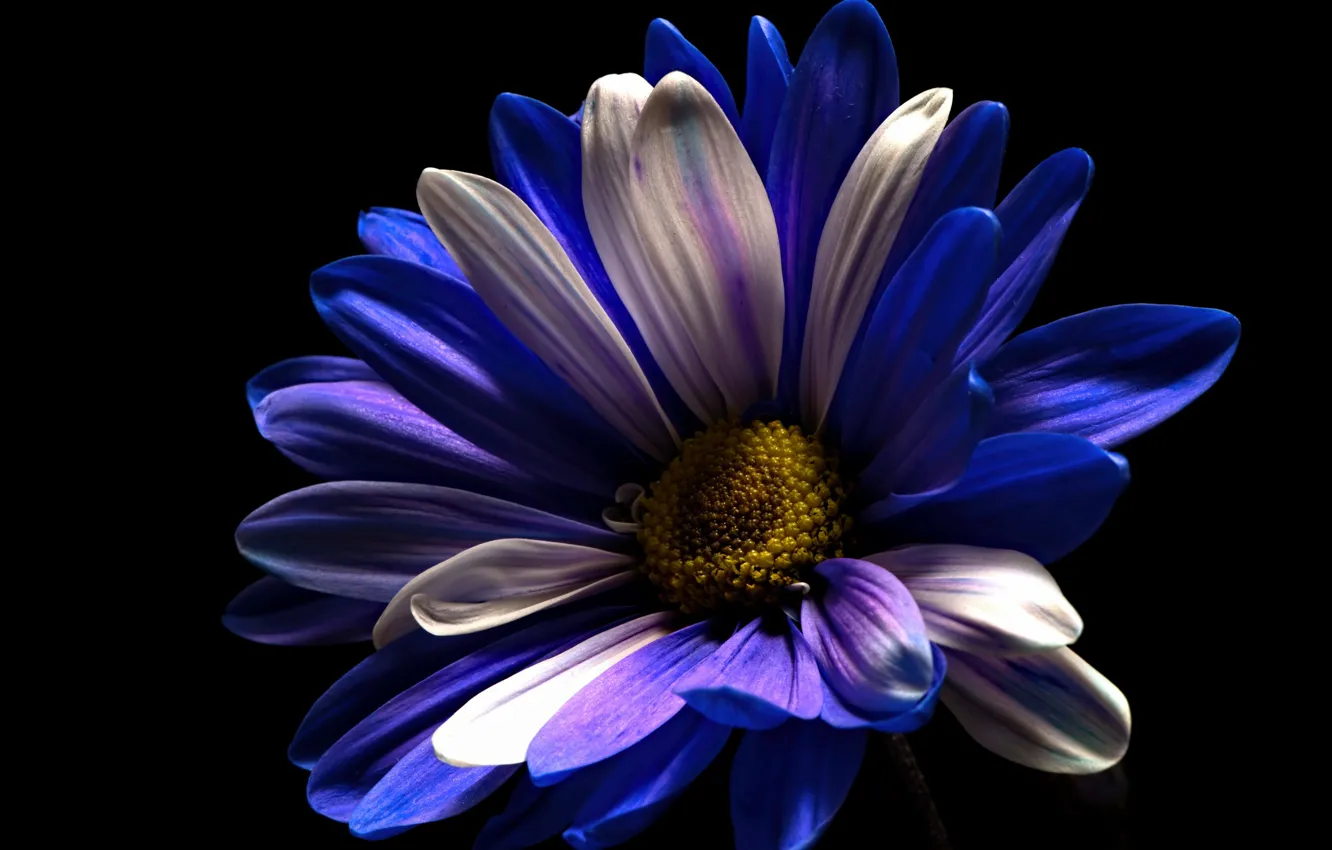 Photo wallpaper flower, background, color
