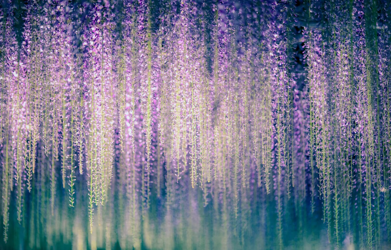 Photo wallpaper macro, flowers, Wisteria, Wisteria
