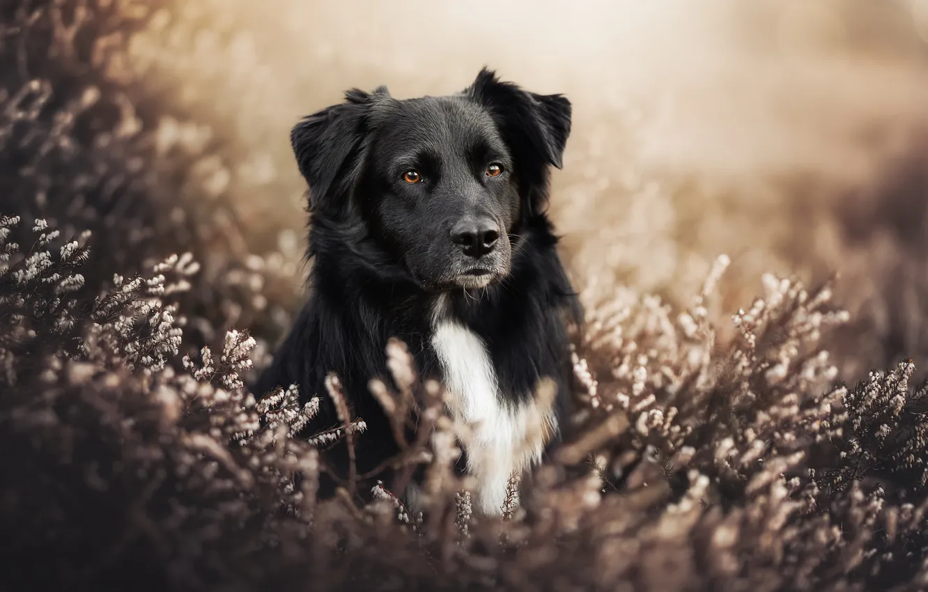 Photo wallpaper face, dog, Australian shepherd, Heather, Aussie