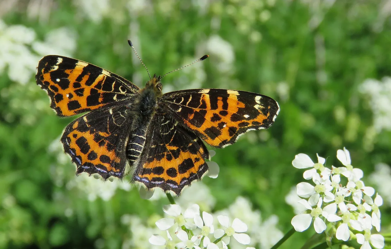 Photo wallpaper macro, butterfly, wings, beautiful, flowers, flowering, closeup