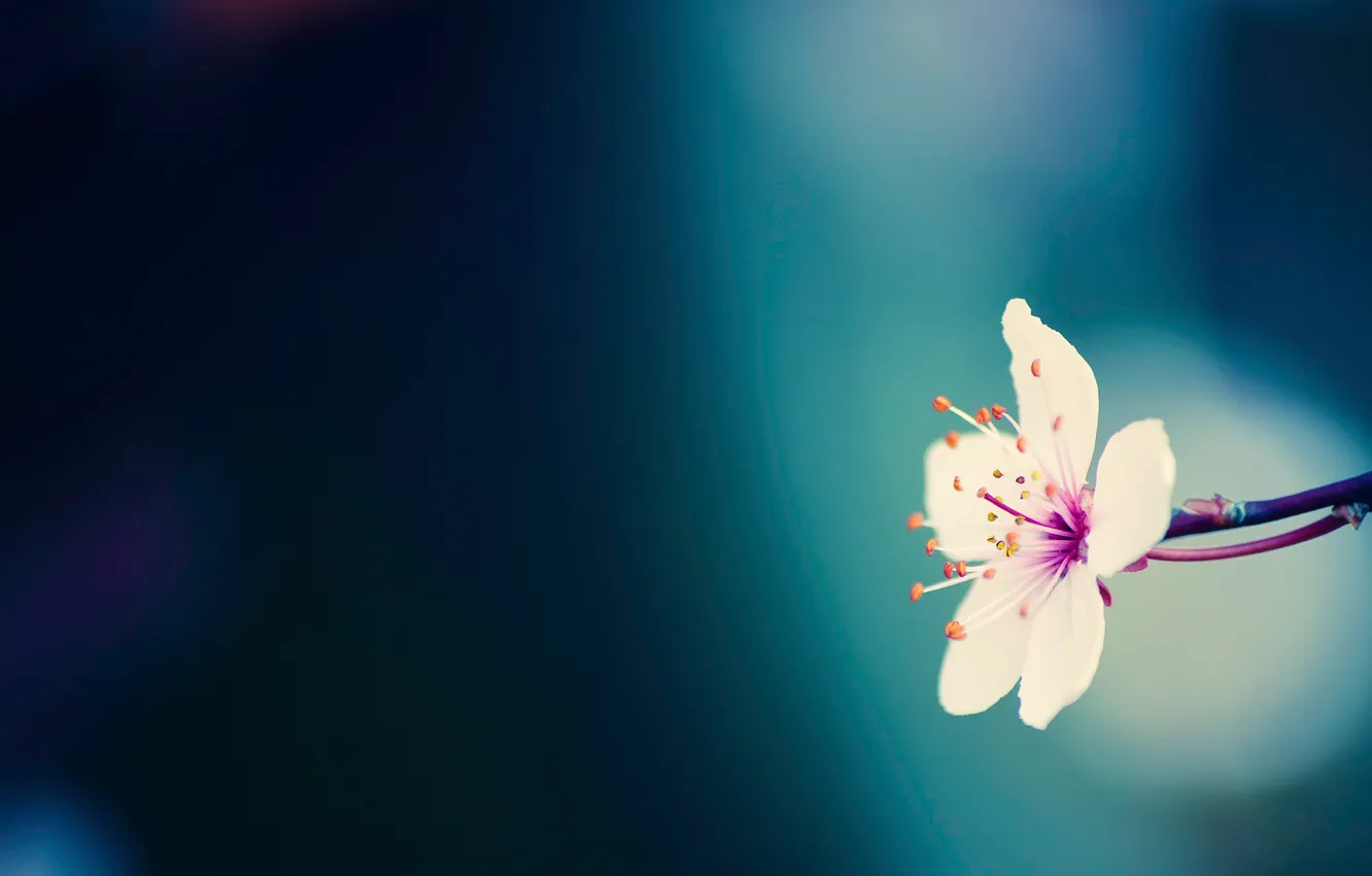 Photo wallpaper macro, flowers, branches, blue, nature, photo, background, Wallpaper