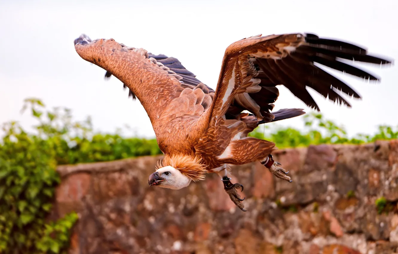 Photo wallpaper flight, bird, wings, feathers, beak, claws, stroke, SIZE