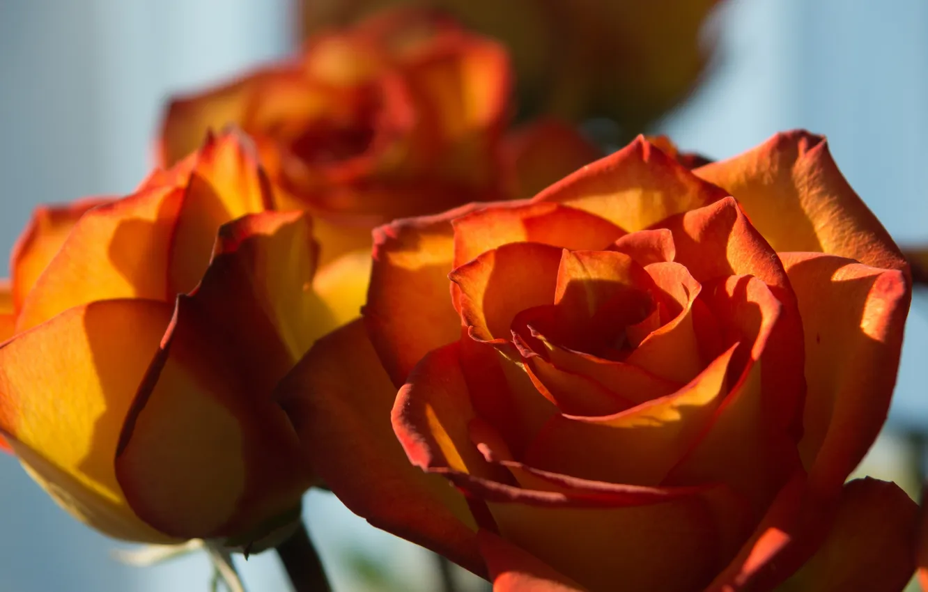 Photo wallpaper the sun, macro, light, roses, buds
