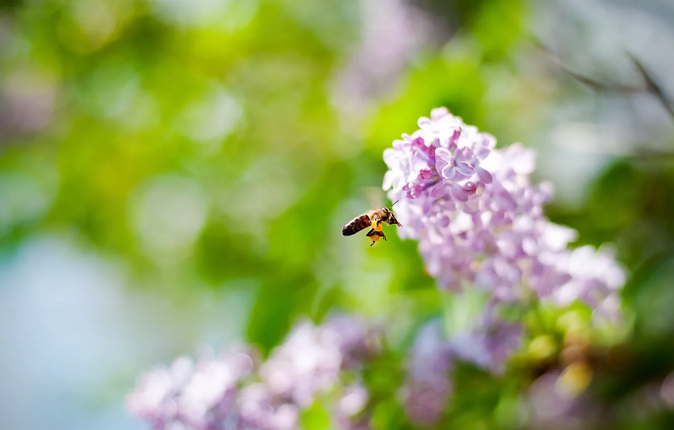 Photo wallpaper insect, lilac, bokeh