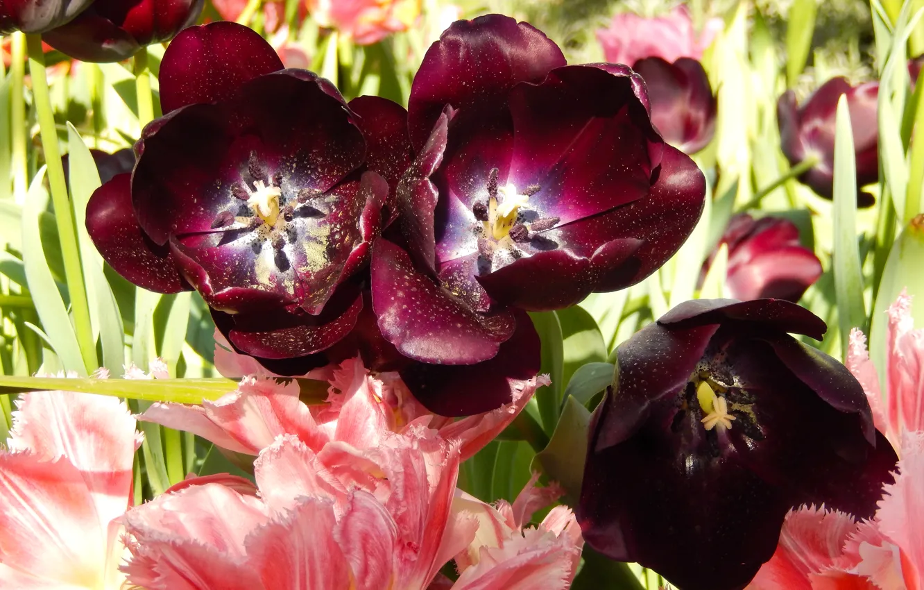 Photo wallpaper grass, flowers, widescreen, Wallpaper, spring, tulips, wallpaper, grass