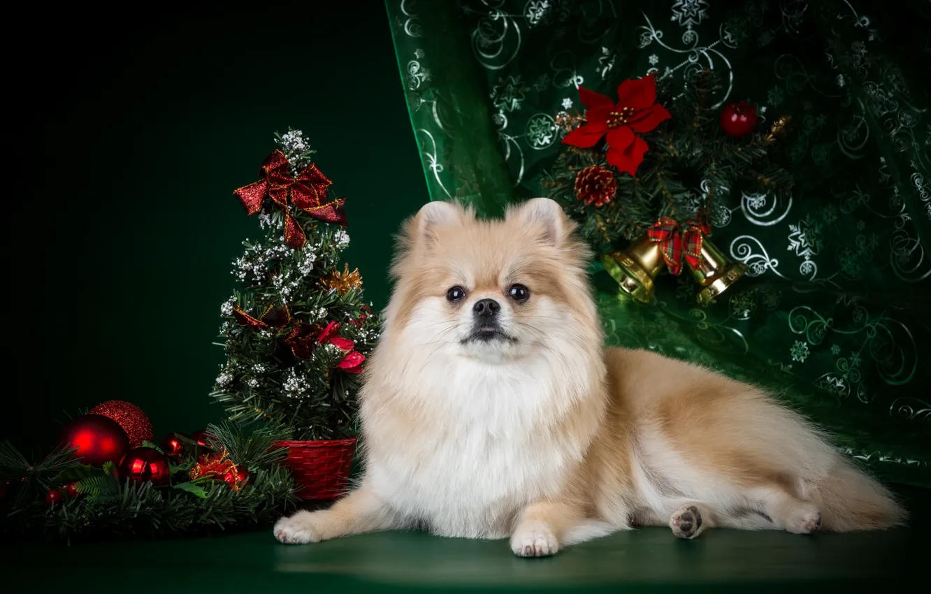 Photo wallpaper tree, new year, Spitz