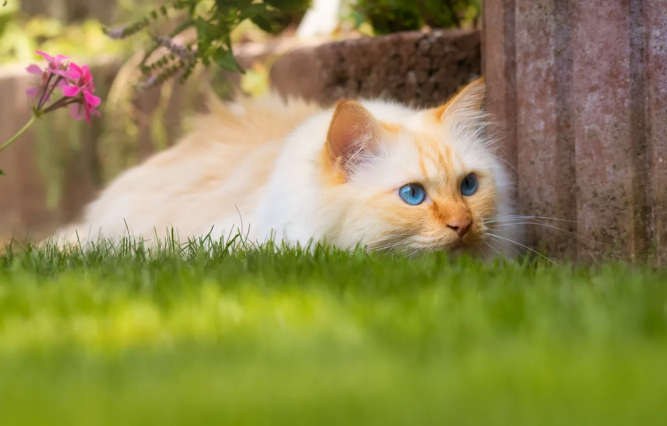 Photo wallpaper cat, summer, grass, cat, look, face, pose, garden