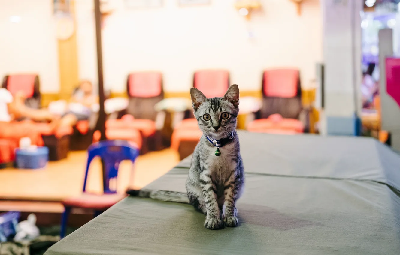 Photo wallpaper look, sweetheart, cat
