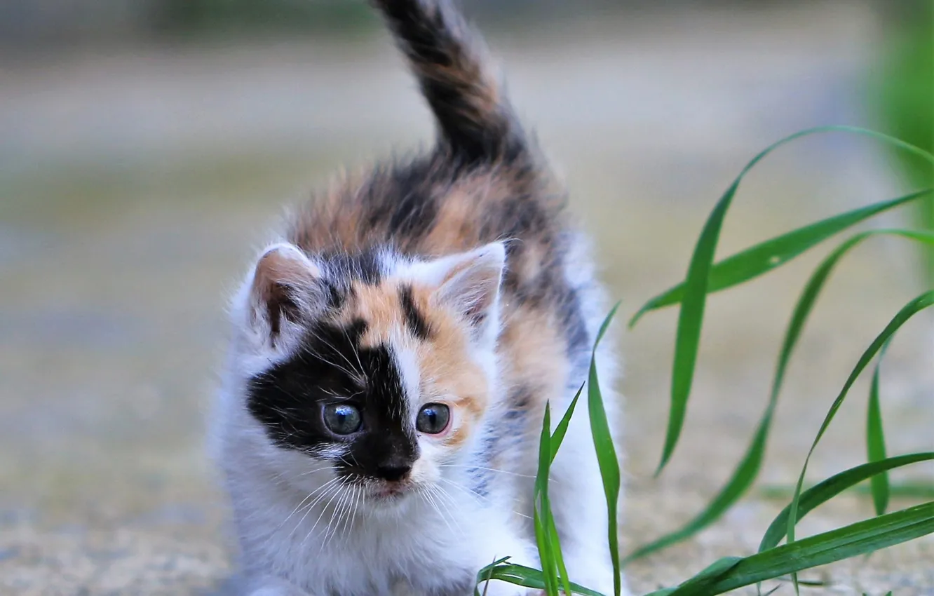 Photo wallpaper grass, baby, kitty