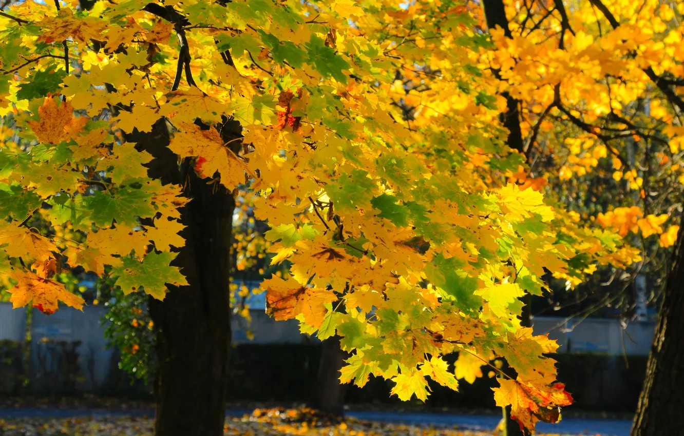 Photo wallpaper autumn, tree, leaf, fall