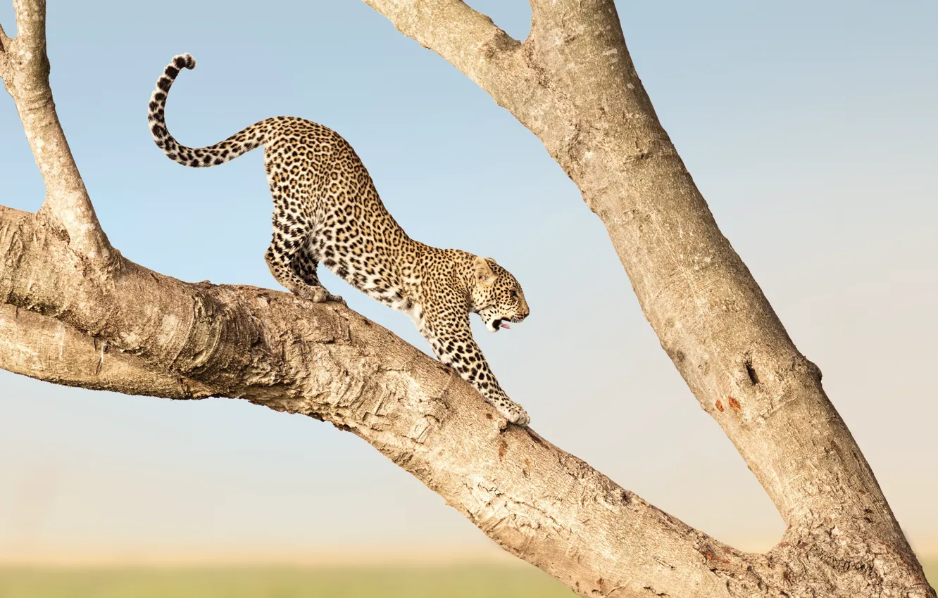 Photo wallpaper leopard, Africa, Kenya, Masai Mara, Musiara Marsh