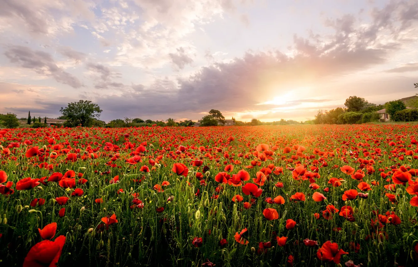 Photo wallpaper summer, the sky, the sun, clouds, light, trees, sunset, flowers