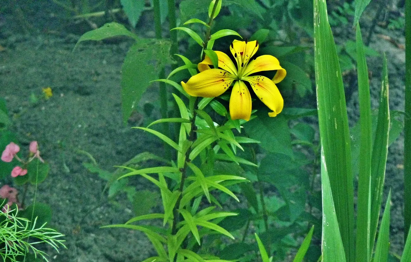 Photo wallpaper flowers, Summer 2025, Brown's Lily