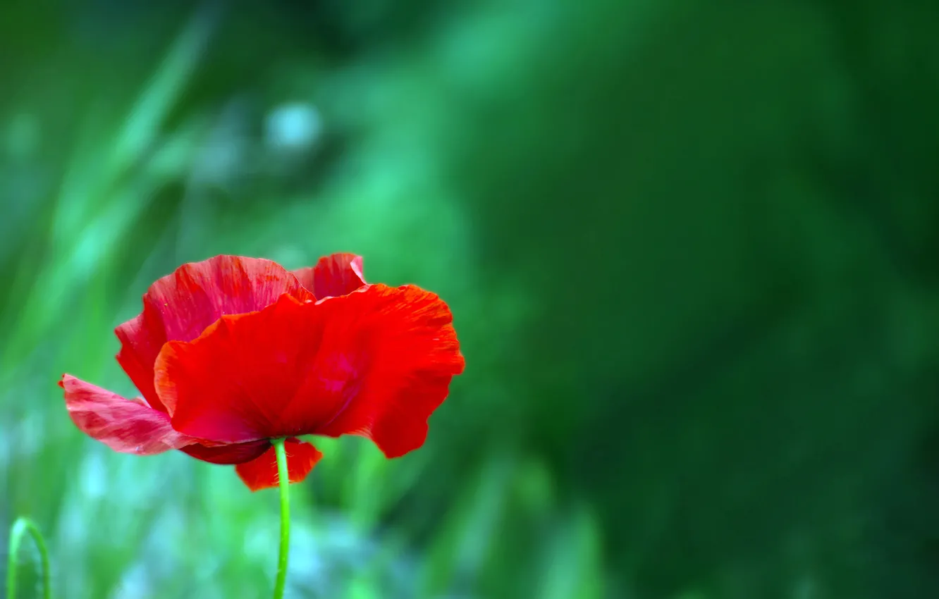 Photo wallpaper macro, nature, Mac, petals, stem