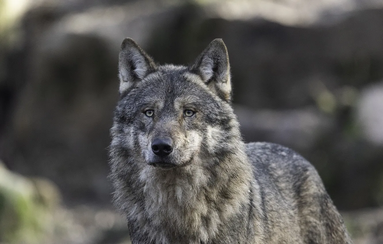 Photo wallpaper nature, snow, predator, face, animal, wolf, wildlife, portrait