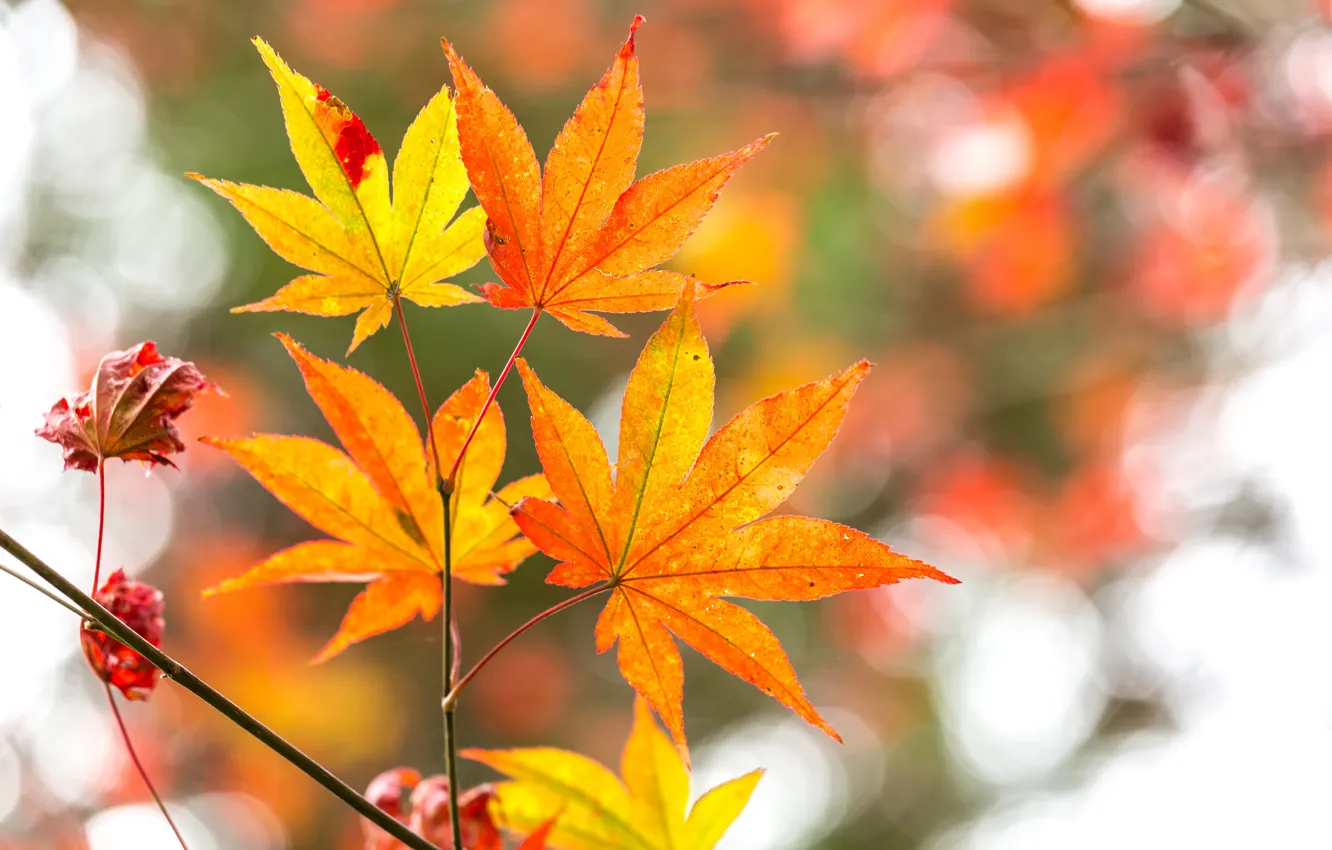 Photo wallpaper autumn, leaves, trees, colorful, maple, autumn, leaves, autumn