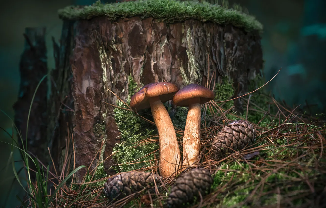 Photo wallpaper moss, nature, bumps, stump, mushrooms, a couple