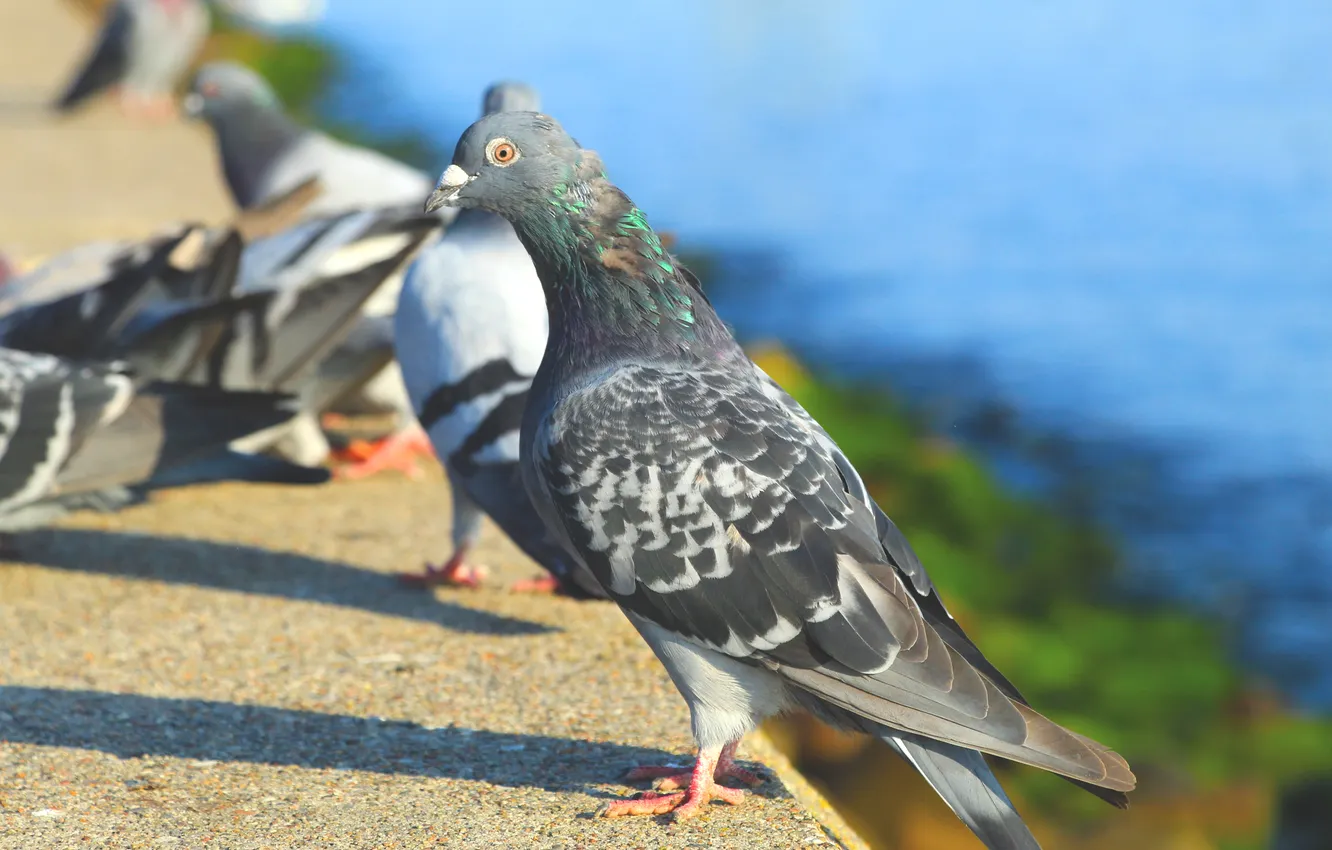 Photo wallpaper bird, birds, pigeon