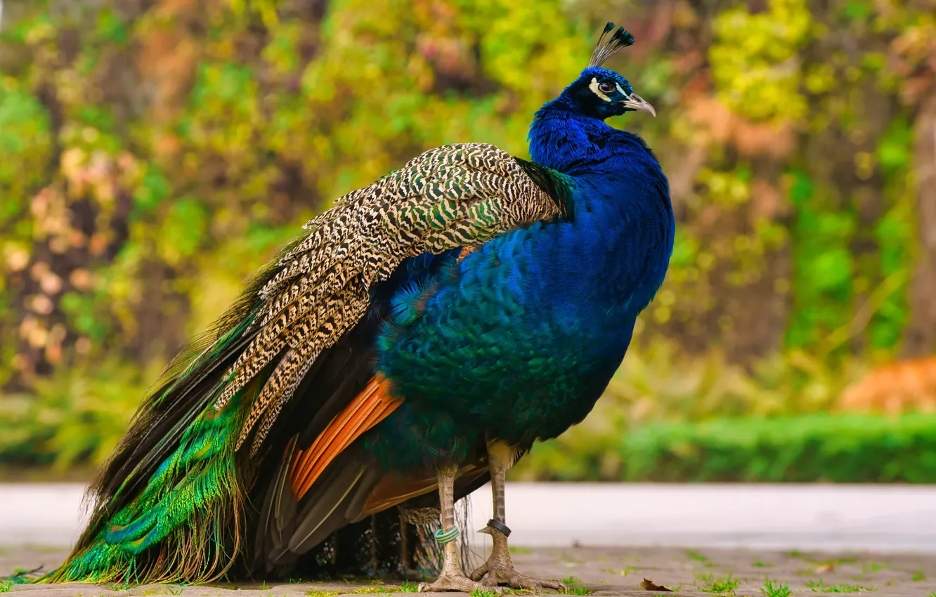 Photo wallpaper bird, peacock, bokeh, luxury