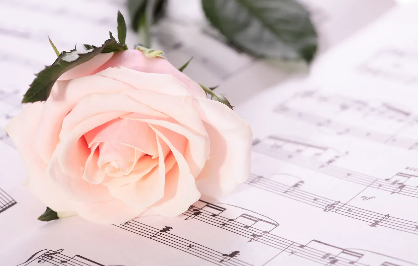 Photo wallpaper notes, Wallpaper, roses