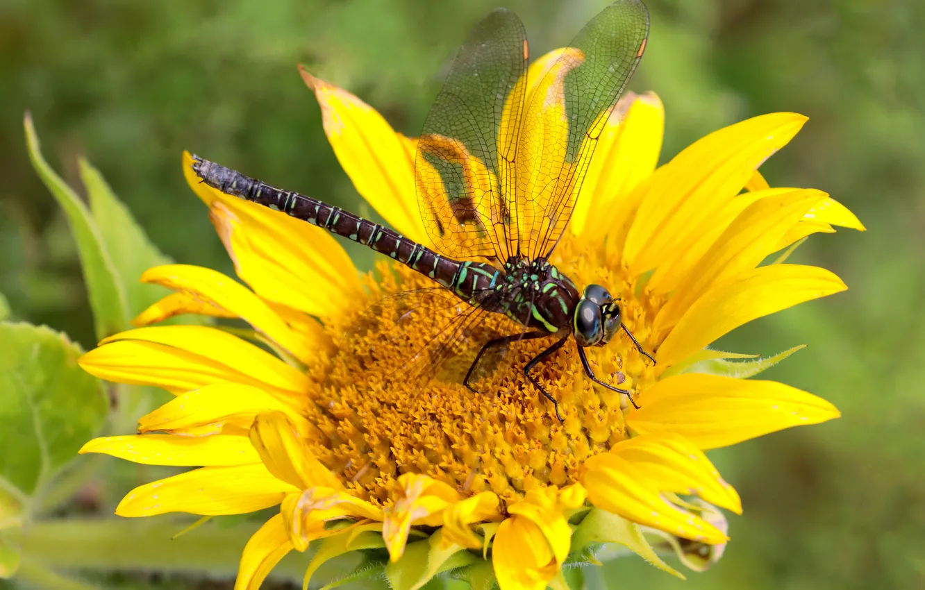 Photo wallpaper summer, macro, sunflowers, flowers, yellow, dragonfly, insect, sunflower