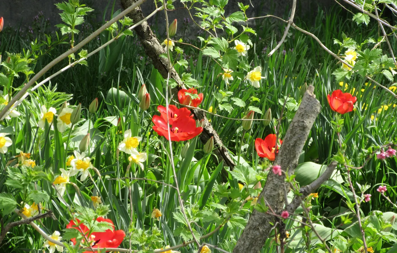 Photo wallpaper beauty, morning, tulips, daffodils, spring 2018, Mamala ©