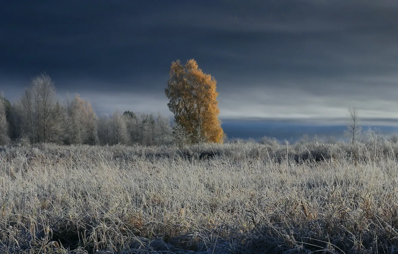 Photo wallpaper winter, field, trees, fog