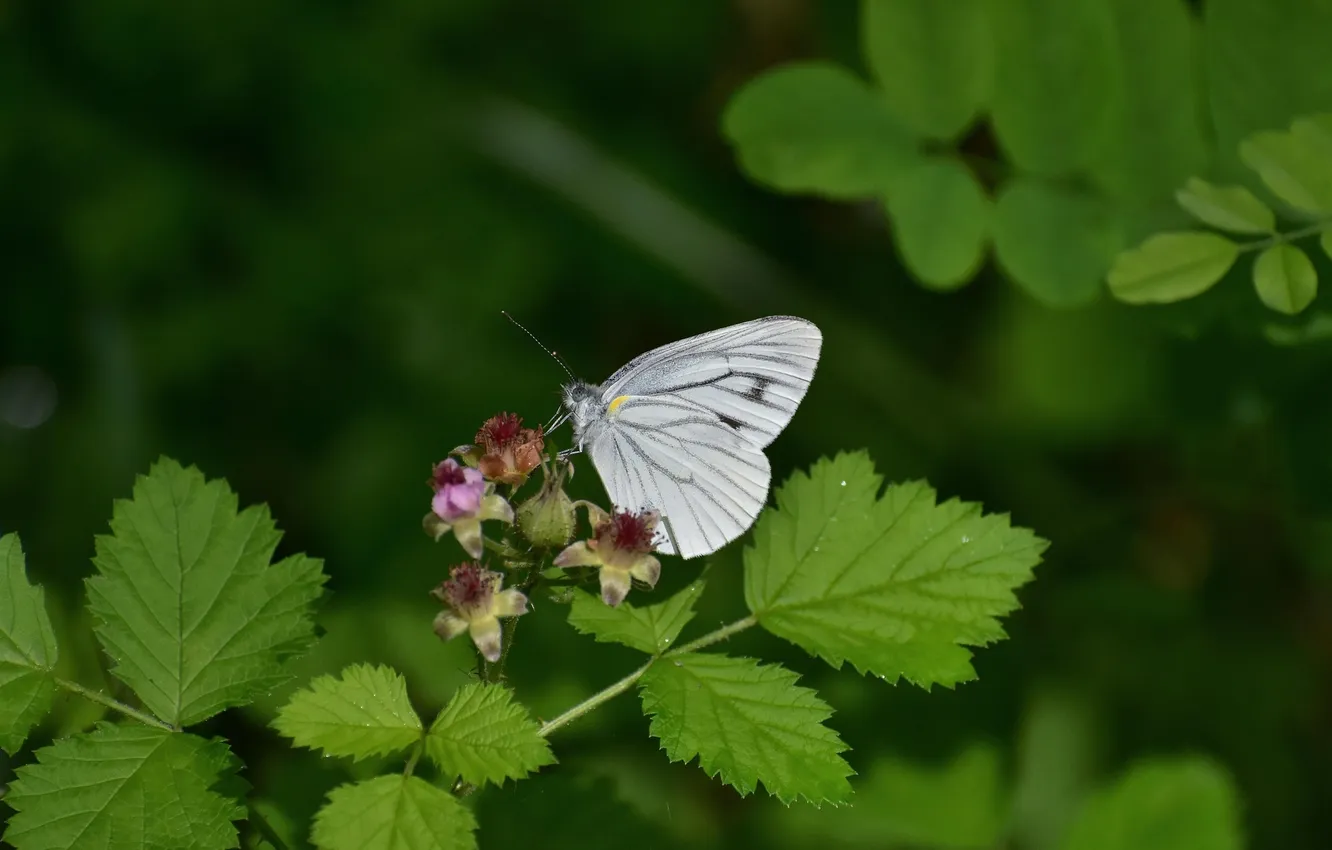 Photo wallpaper macro, butterfly, wings, flowers, closeup