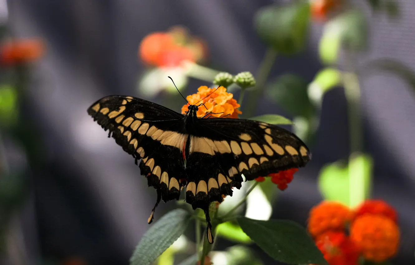 Photo wallpaper flowers, macro, butterfly, wings, beautiful, closeup