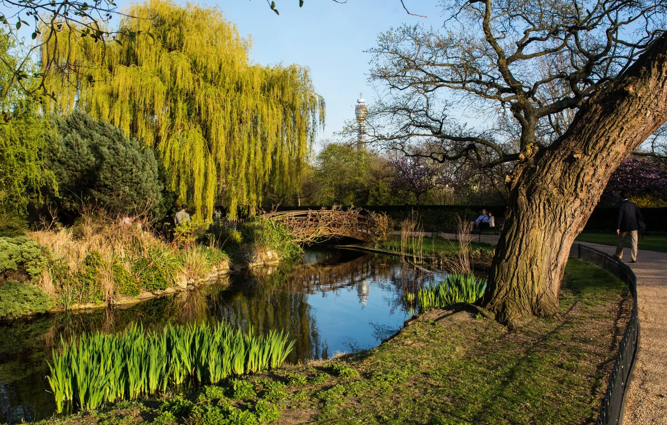 Photo wallpaper grass, trees, pond, Park, England, London, track, the bridge