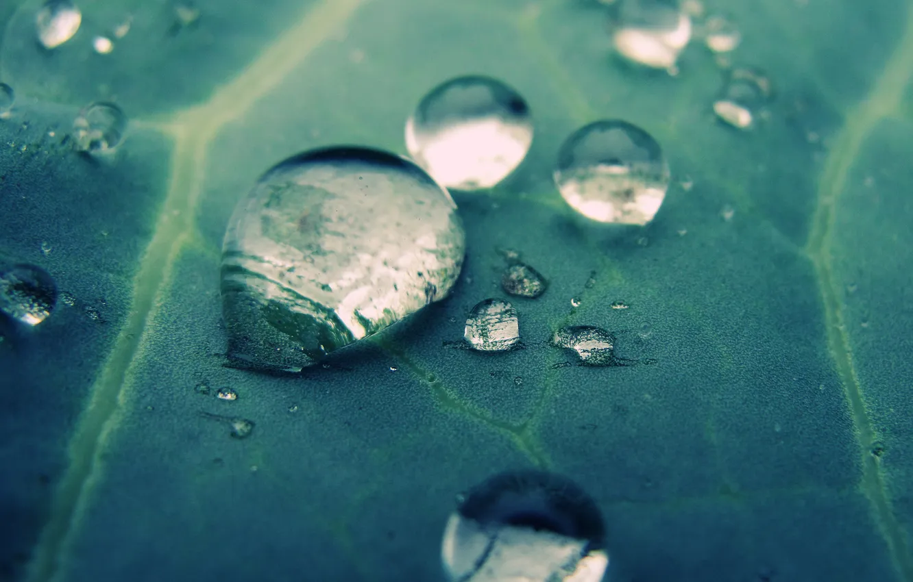 Photo wallpaper drops, green, Rosa