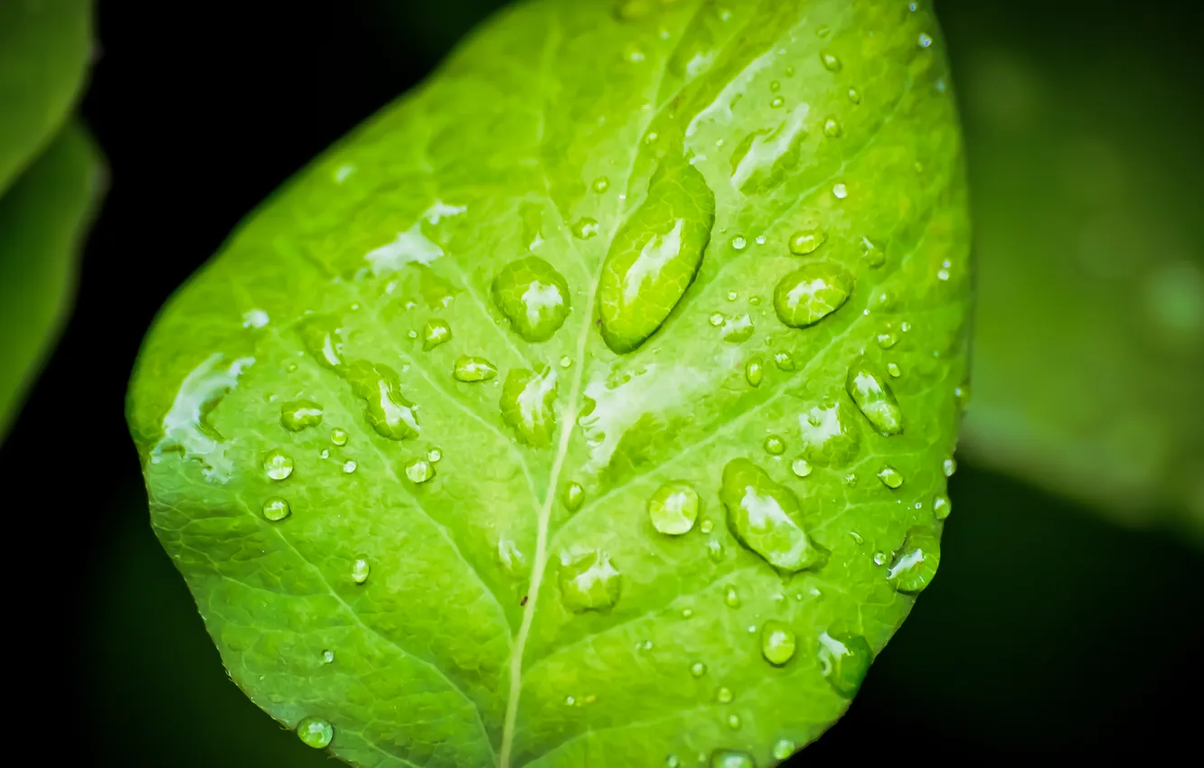 Photo wallpaper water, drops, macro, green, leaf