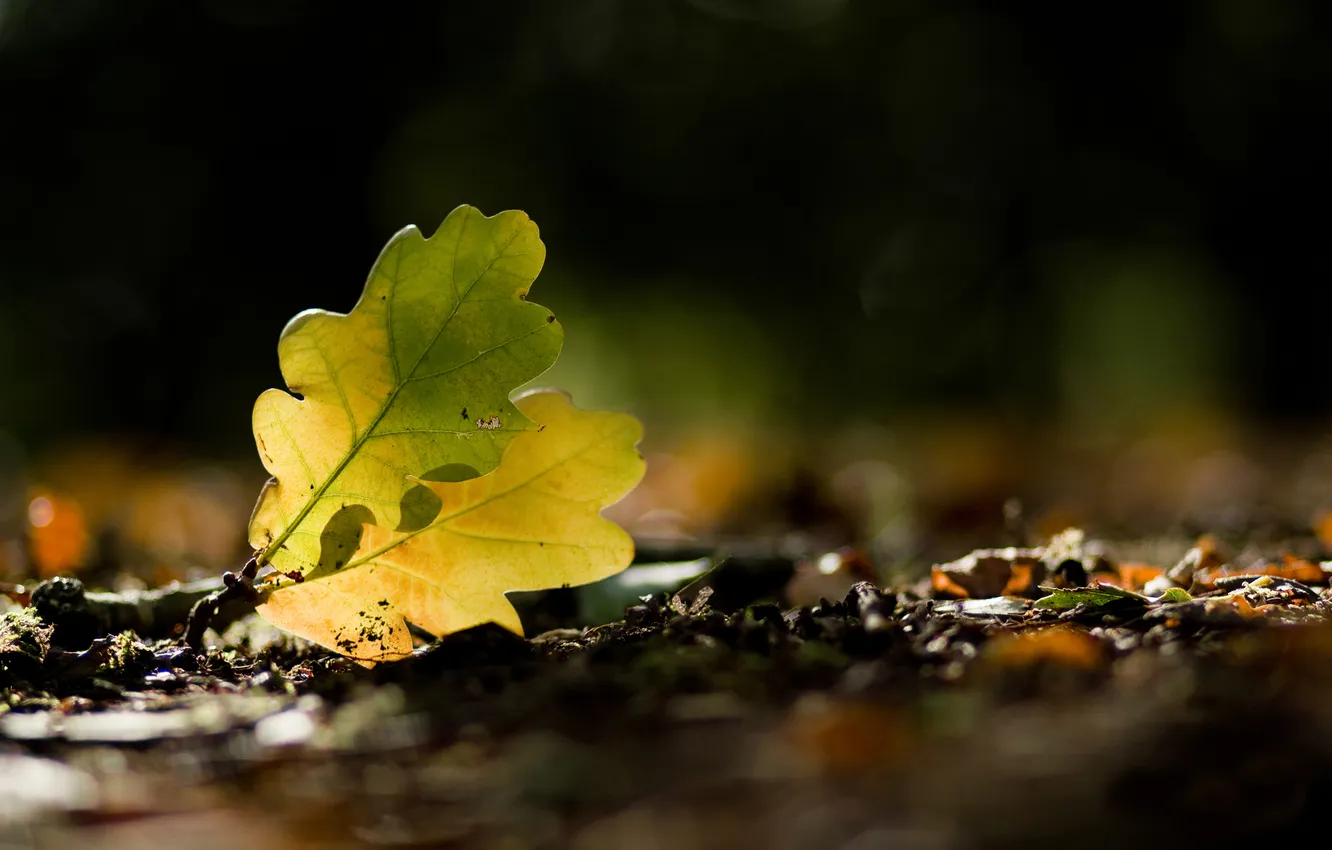 Photo wallpaper macro, foliage, oak