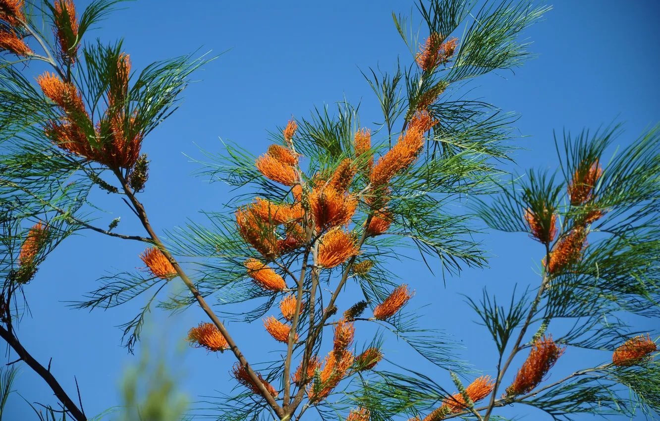 Photo wallpaper the sky, trees, needles, branches