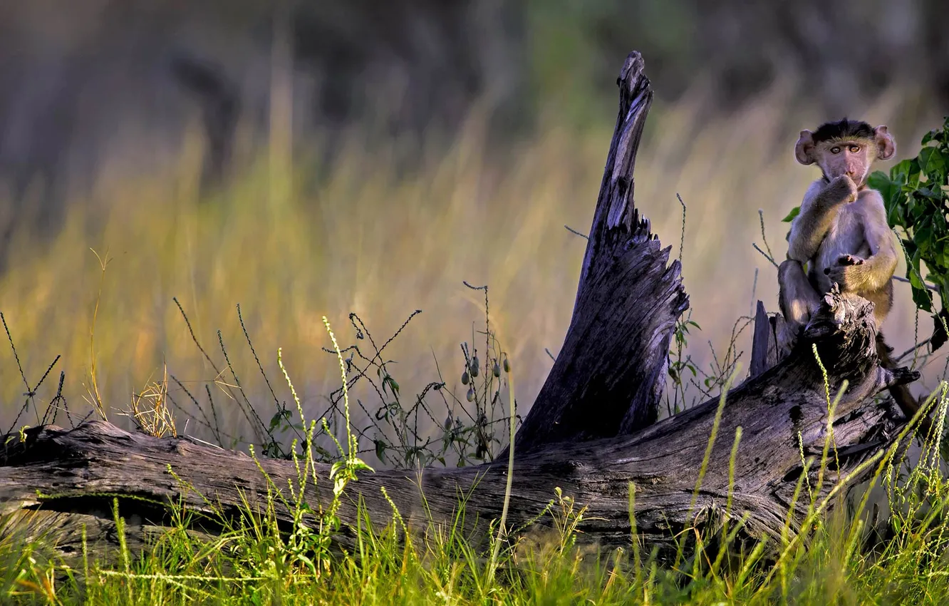 Photo wallpaper monkey, Africa, cub, Botswana, chakma, bear baboon