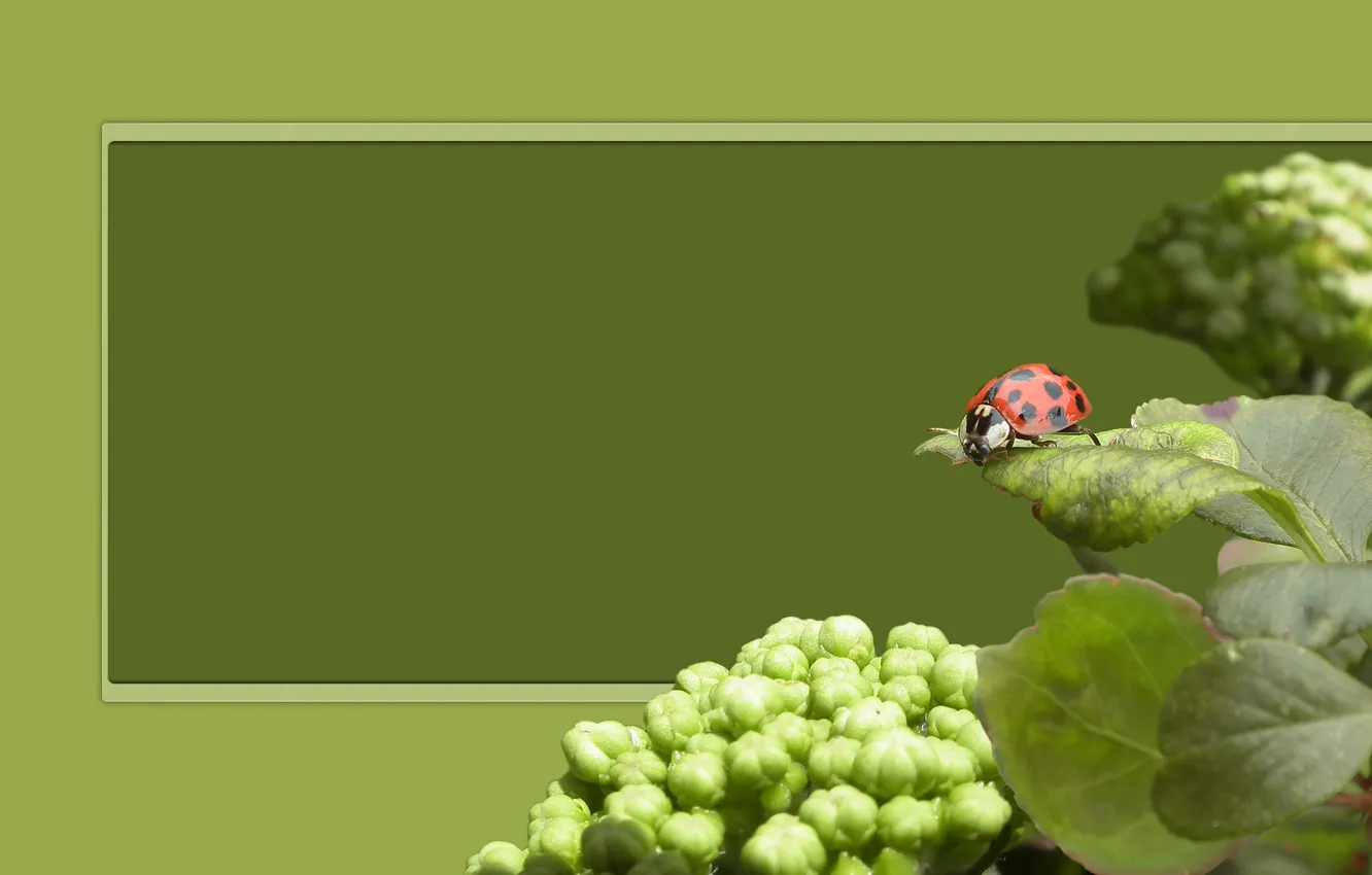 Photo wallpaper leaves, green, plant, ladybug, frame, glass wall
