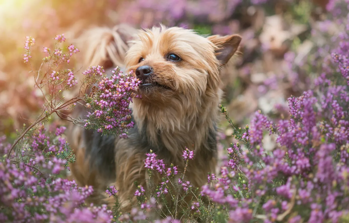 Photo wallpaper dog, Yorkshire Terrier, York, Heather