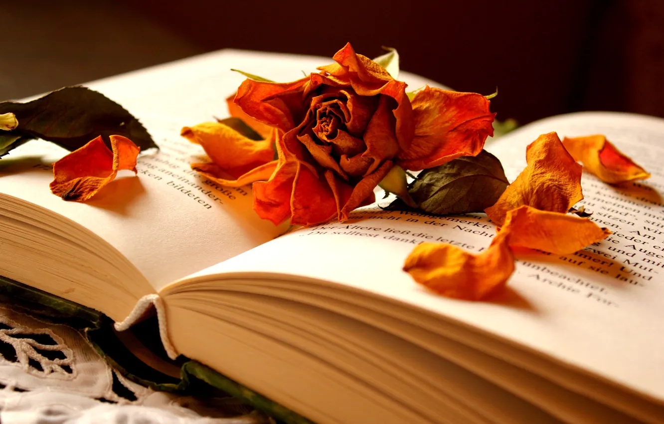 Photo wallpaper flower, rose, petals, book, dry