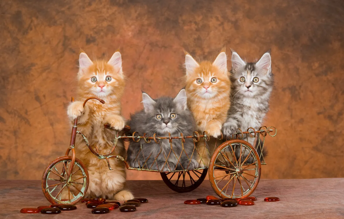 Photo wallpaper look, cats, bike, pose, kitty, wall, transport, basket