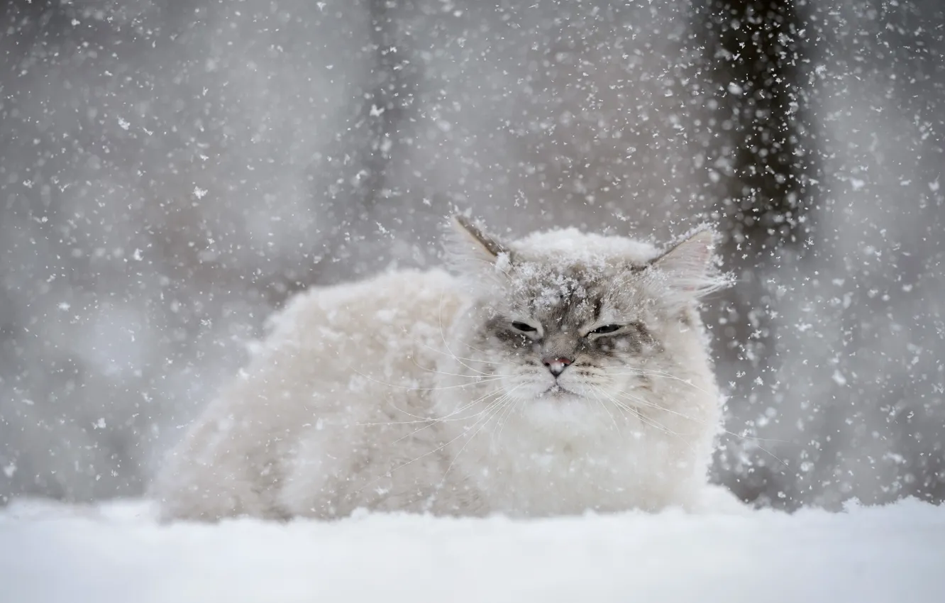 Photo wallpaper winter, cat, cat, snow