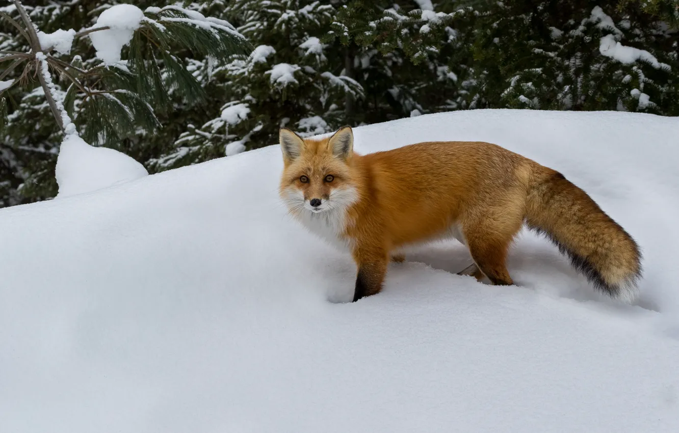 Photo wallpaper winter, snow, Fox, pine, wildlife, red Fox