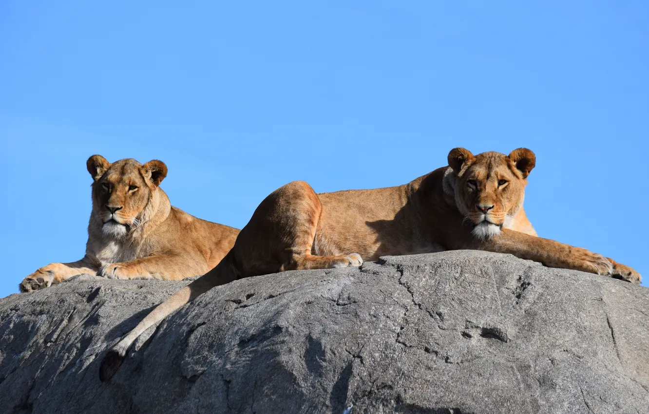 Photo wallpaper cat, nature, stay, lioness